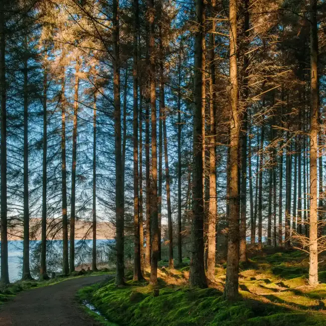 Kielder Tile