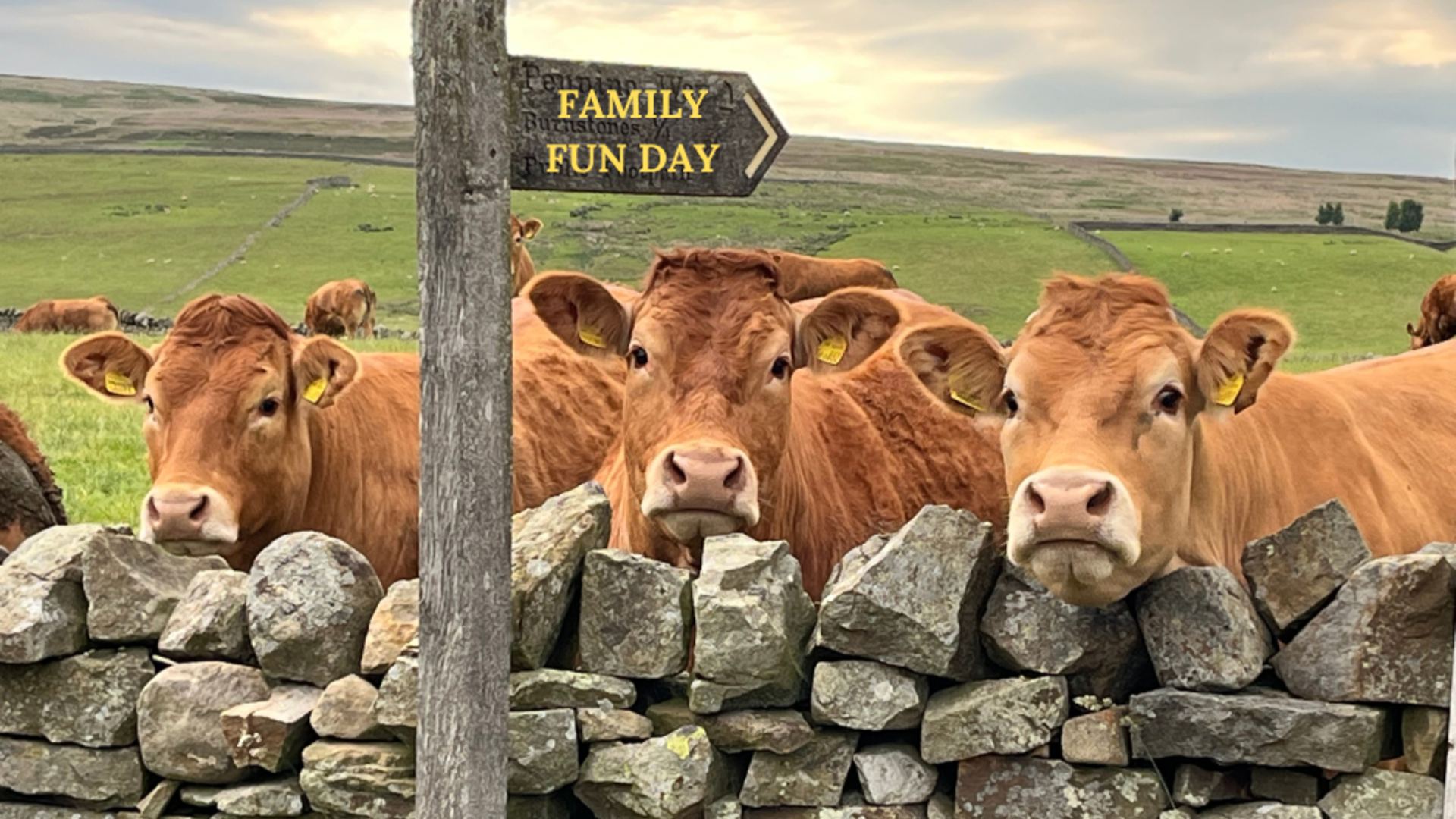 Family Fun Day