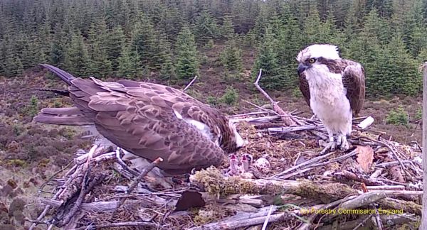 Kielder Osprey hatchings bring new life to the species' recolonisation story