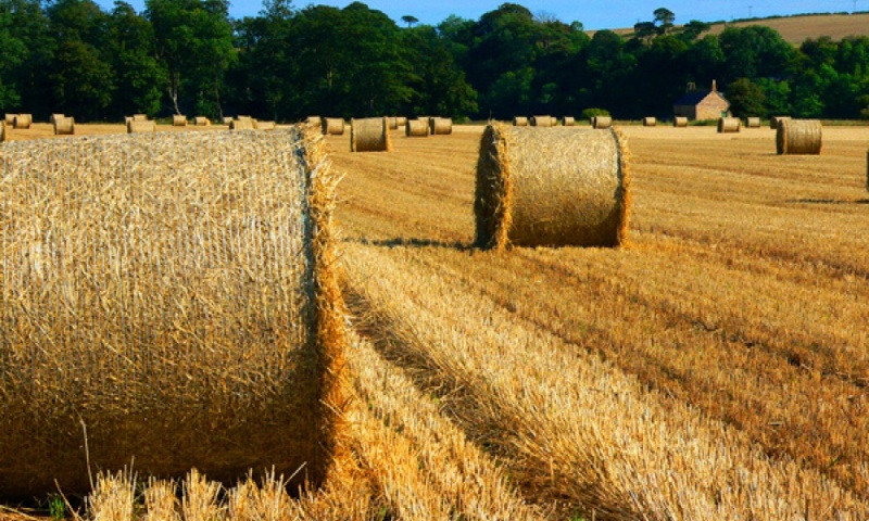 vn-large-Northumberland-Countryside.jpg