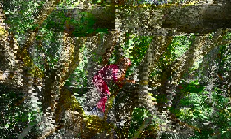 vn-large-plessey-woods-2021.jpg