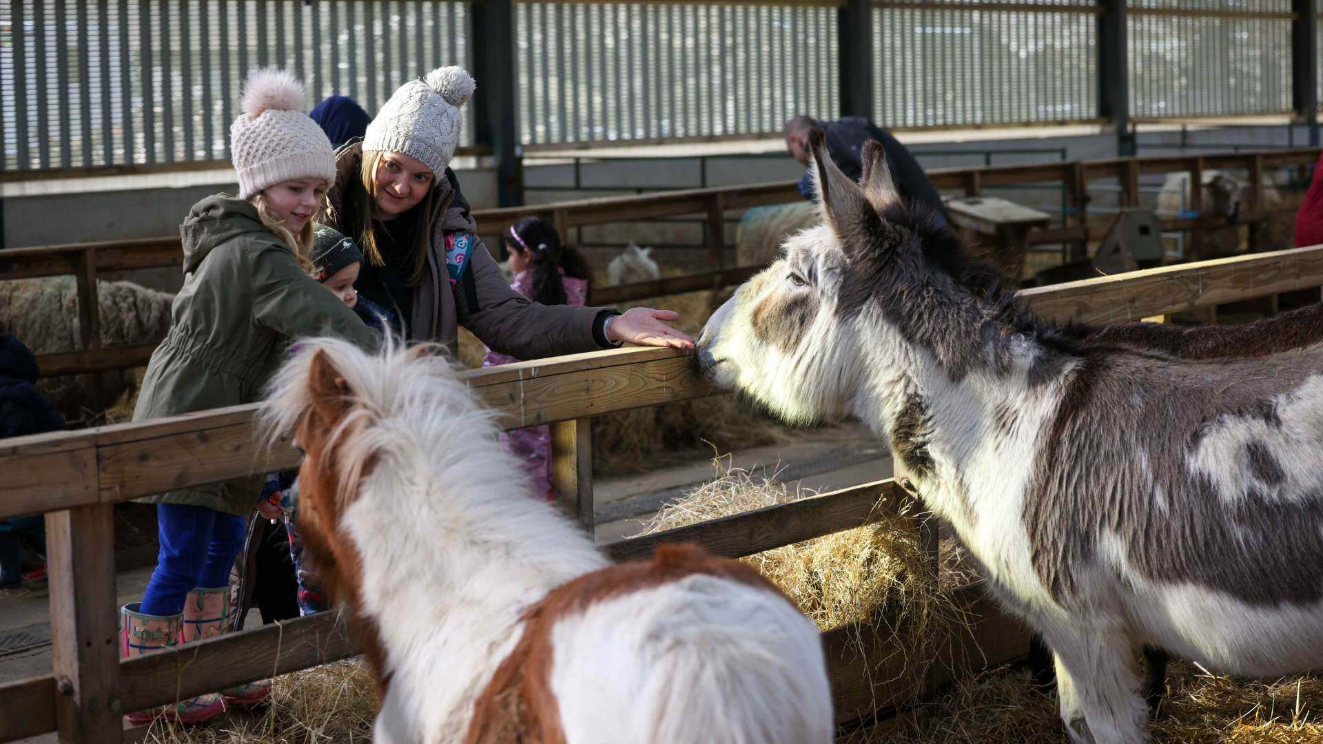 A Day at Whitehouse Farm