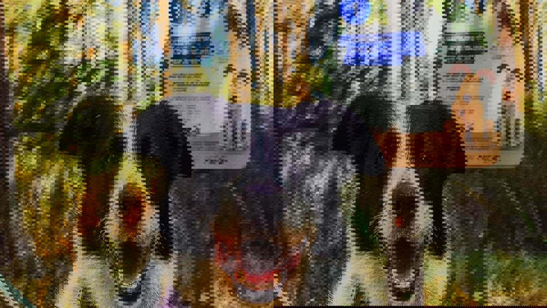 @Forestry-England-Crown-copyright-Wallace-And-Gromit-Trail