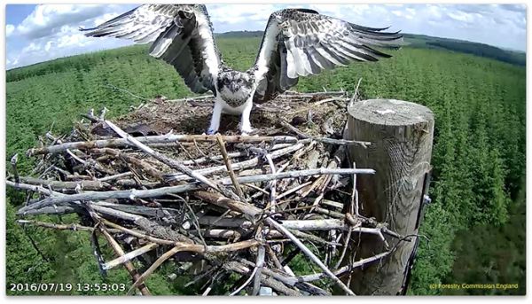 Record breaking breeding season for Kielder ospreys