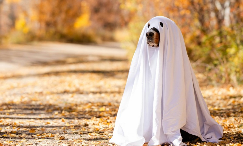 Doggy Spooktacular