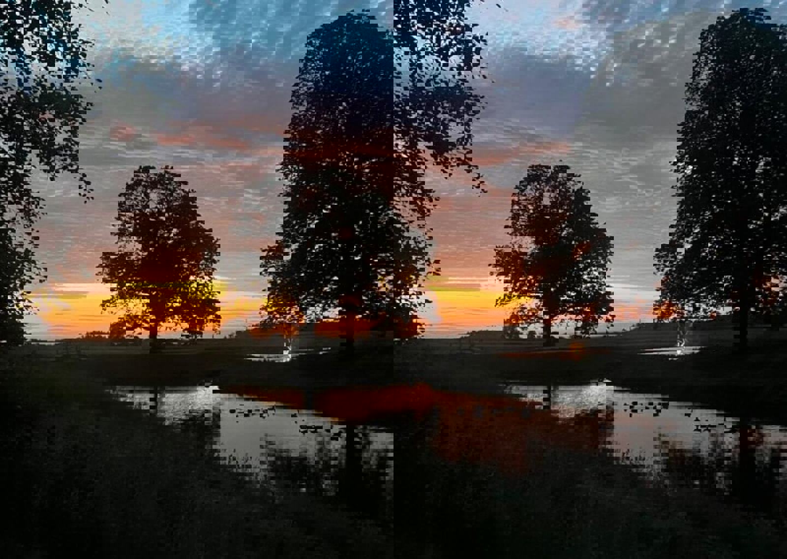 Trees-in-sunset.jpg