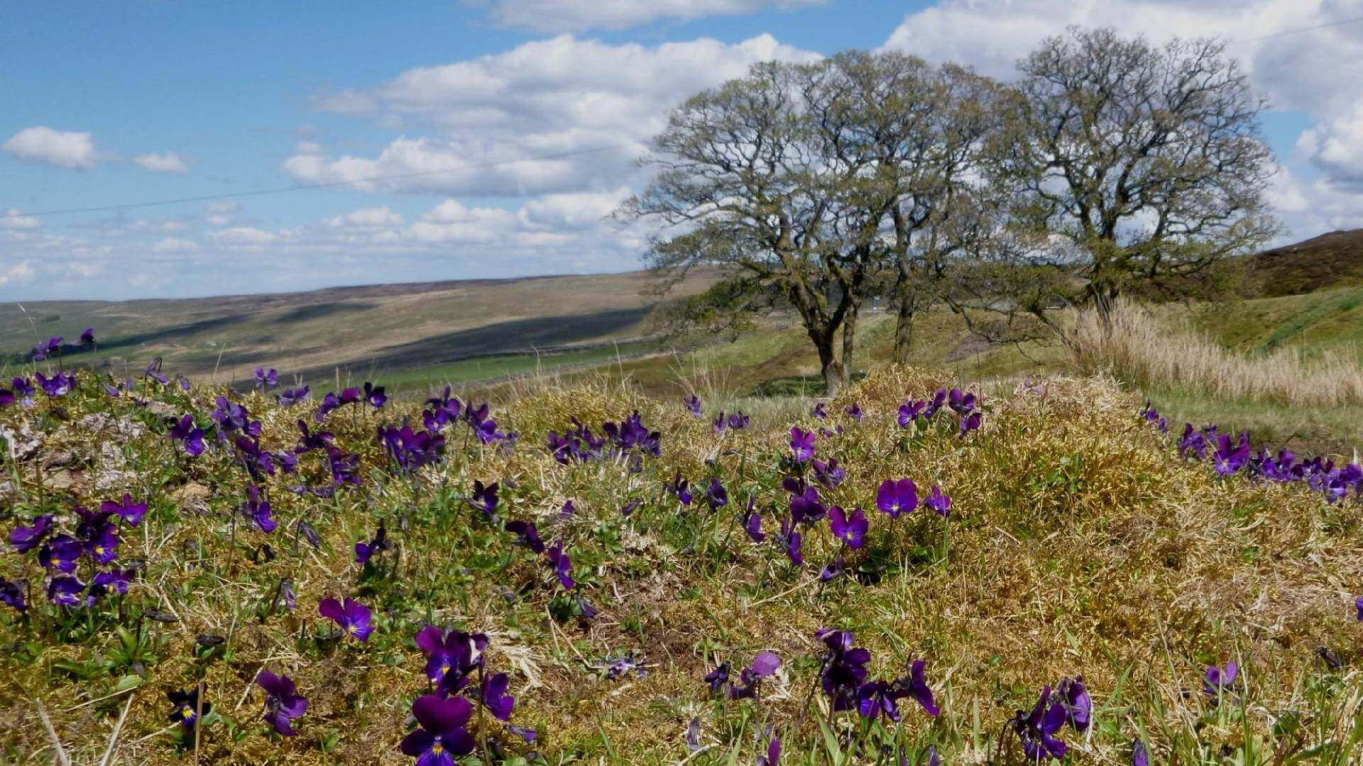 Tread the path of legendary tea seller Isaac Holden