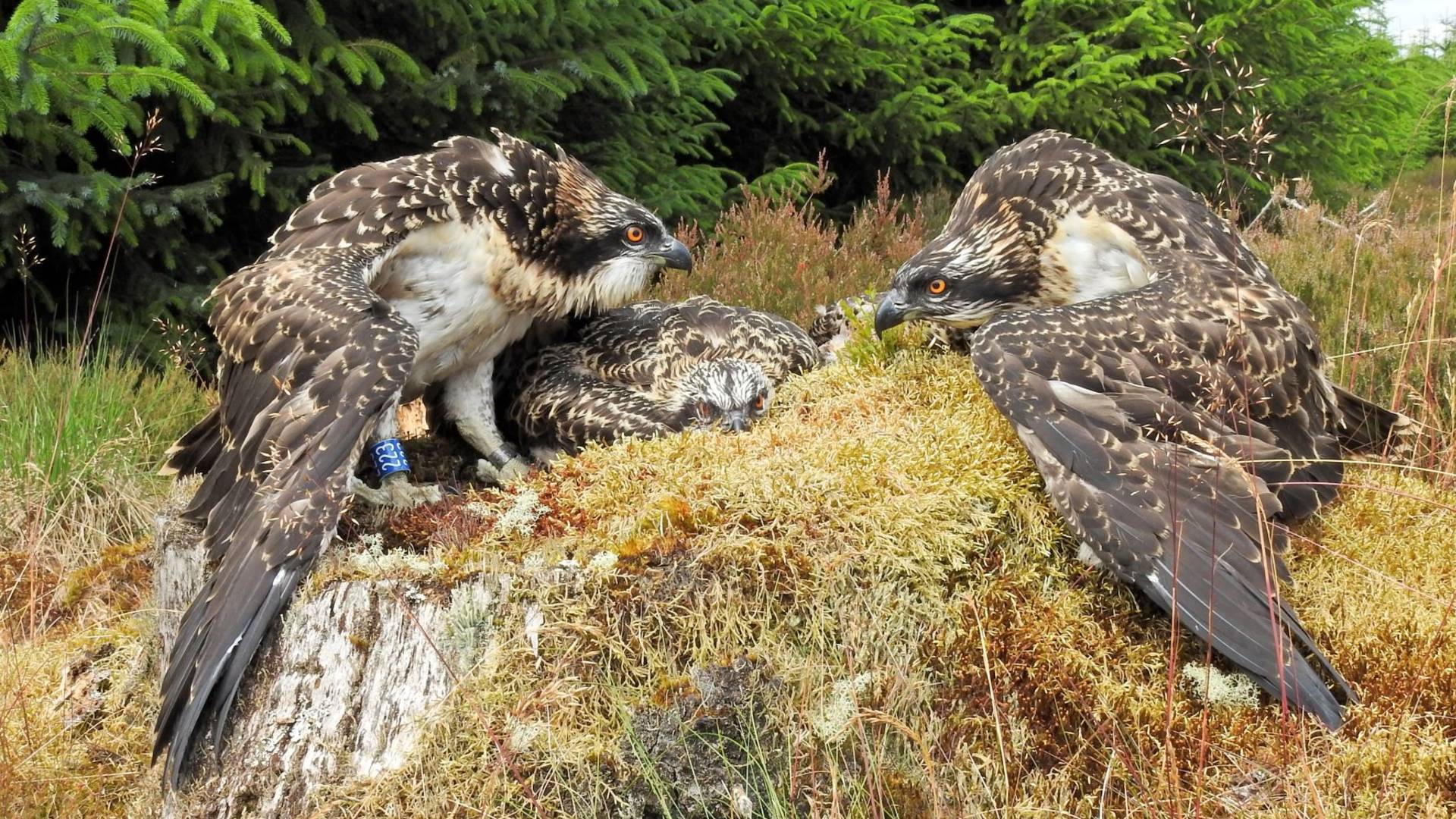 Nest Workshop Credit Forestry Commission England