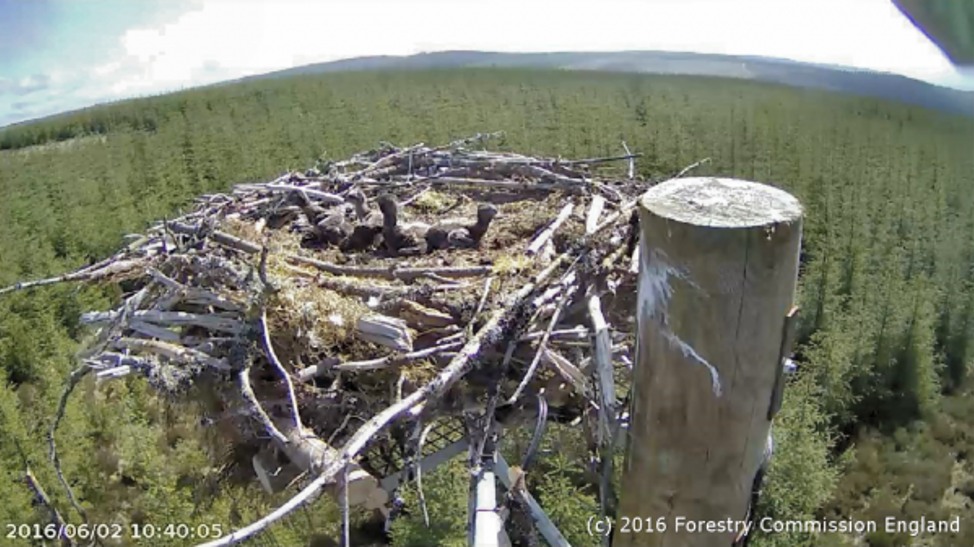 vn-medium-Kielder-Ospreys-having-a-record-beaking-2016.png