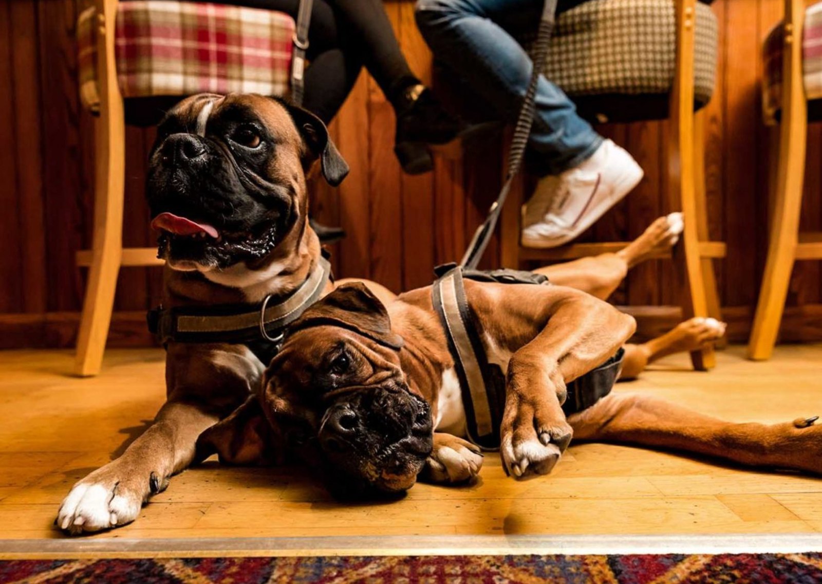 Dog